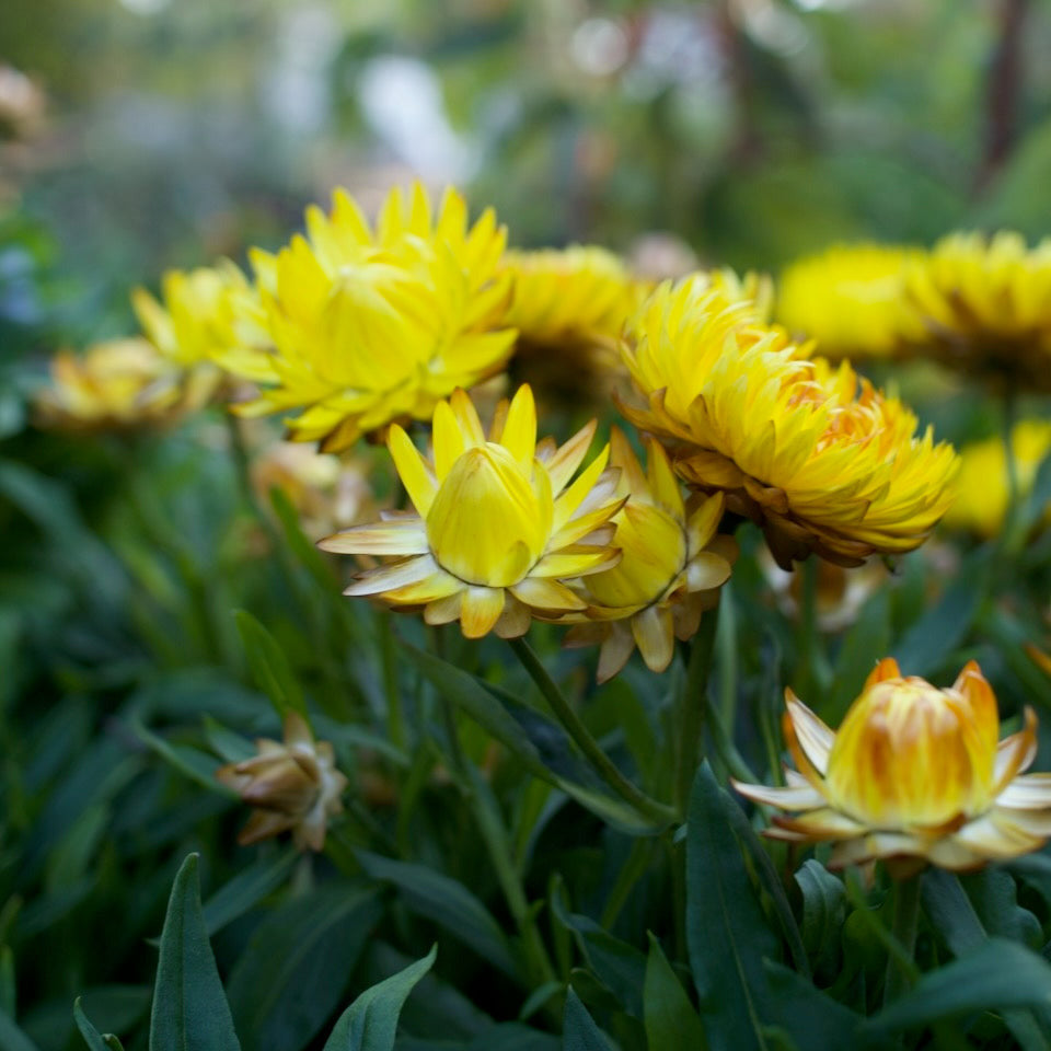 Yellow strawflowers blooming in a garden with green foliage and a soft, blurred natural background.