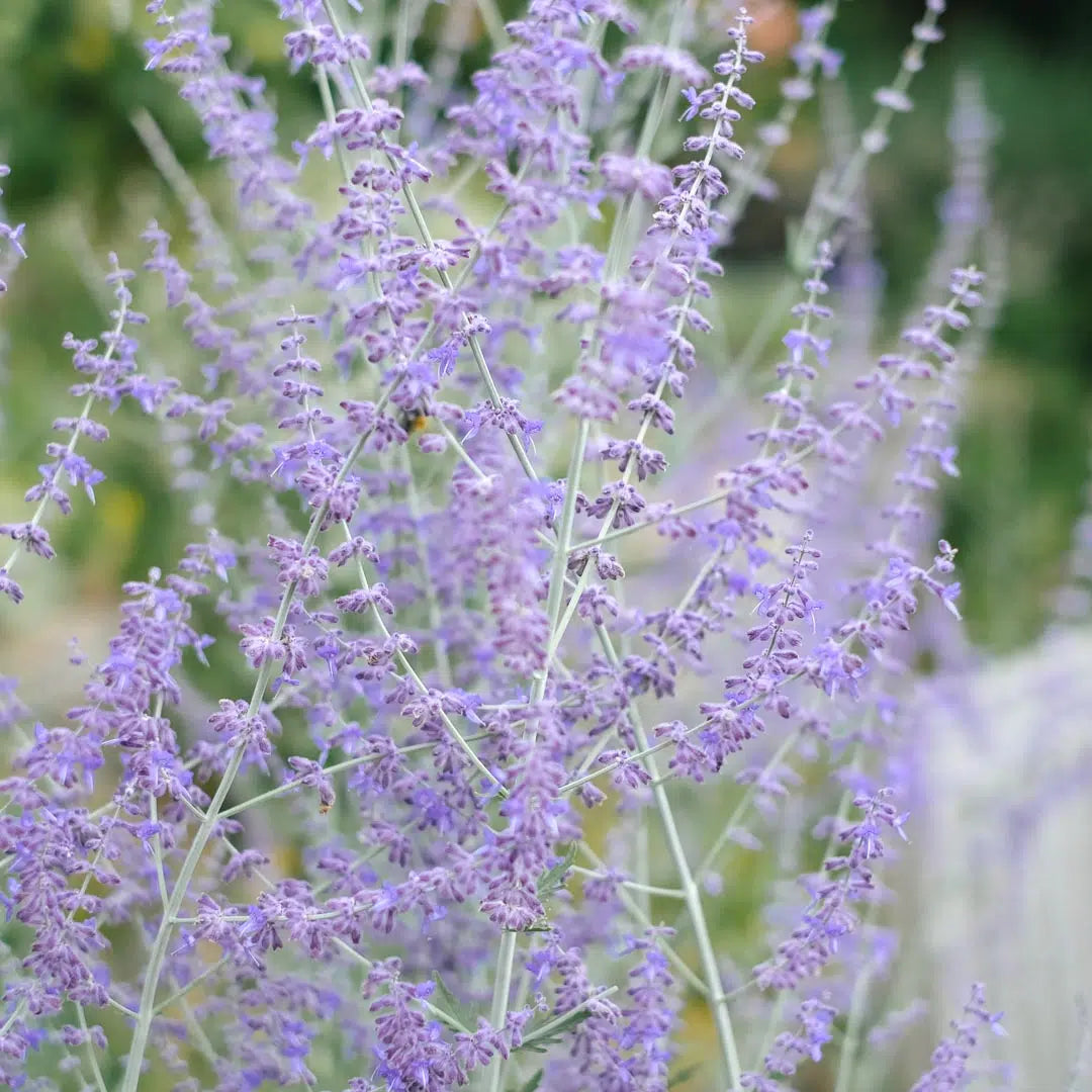Perovskia 'Blue Spires' displaying airy lavender-blue flower spikes above silvery-grey foliage, creating a soft, naturalistic display along a sunny garden border.