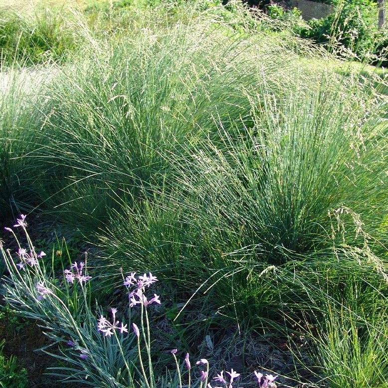 Poa labillardieri 'Eskdale' Australian native tussock grass forming a soft mound of fine blue-green foliage in a landscaped garden.