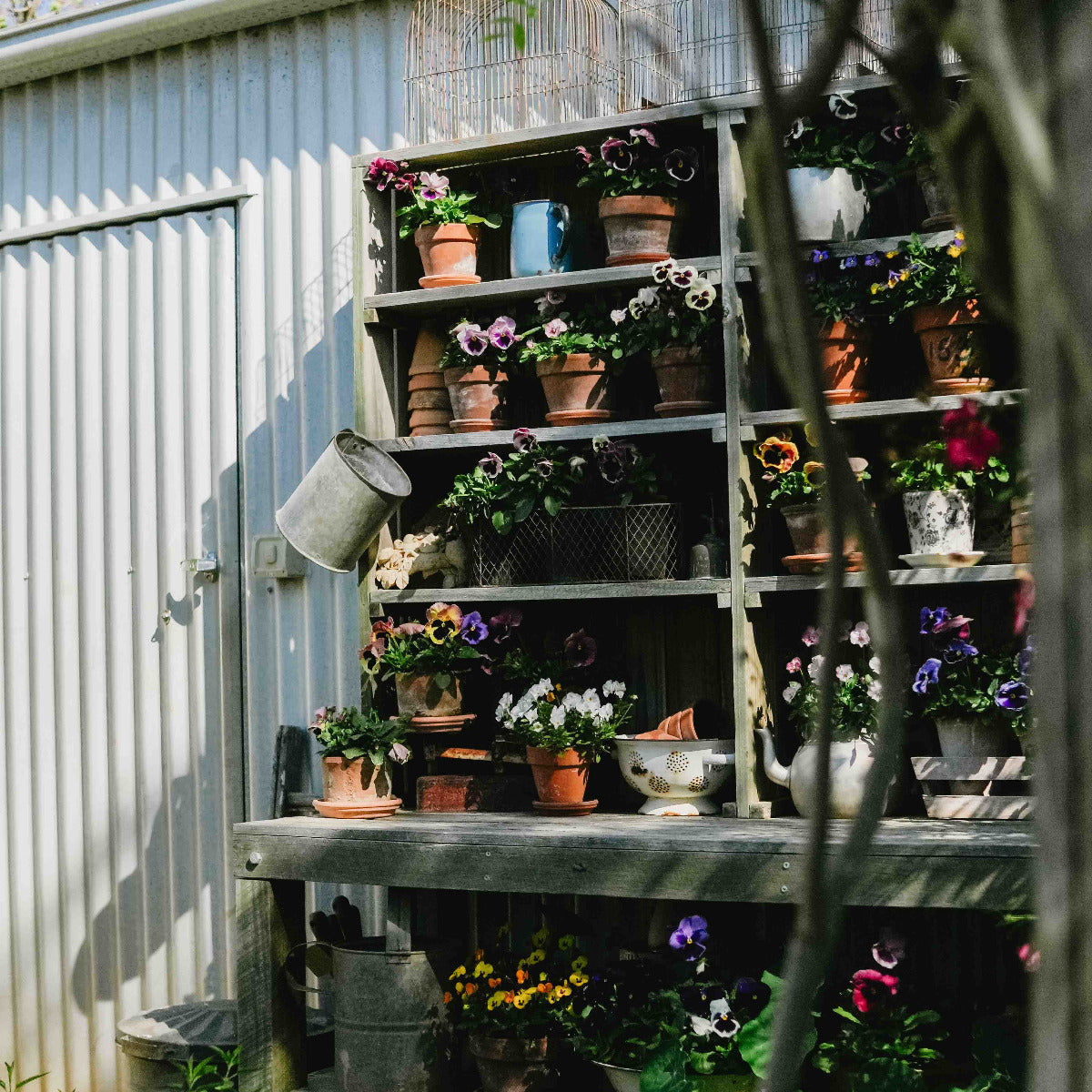 A rustic wooden garden shelf filled with potted flowers, plants, and gardening tools, set against a white corrugated metal shed with a watering can and garden foliage in the foreground.