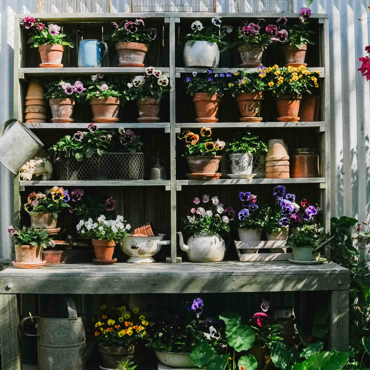 A rustic wooden shelving unit filled with numerous potted flowers, terracotta pots, and gardening tools, set against a corrugated metal wall in a lush garden setting.