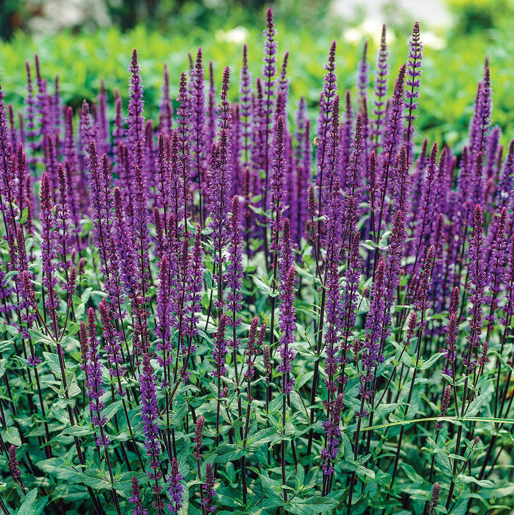 Salvia nemorosa 'Caradonna' displaying upright violet-purple flower spikes on dark purple-black stems above compact green foliage in a sunny garden border.