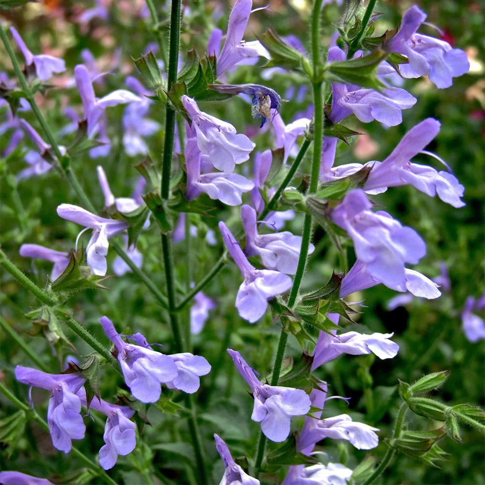 Salvia African Sky with pale mauve-blue and white flowers growing in a sunny garden border