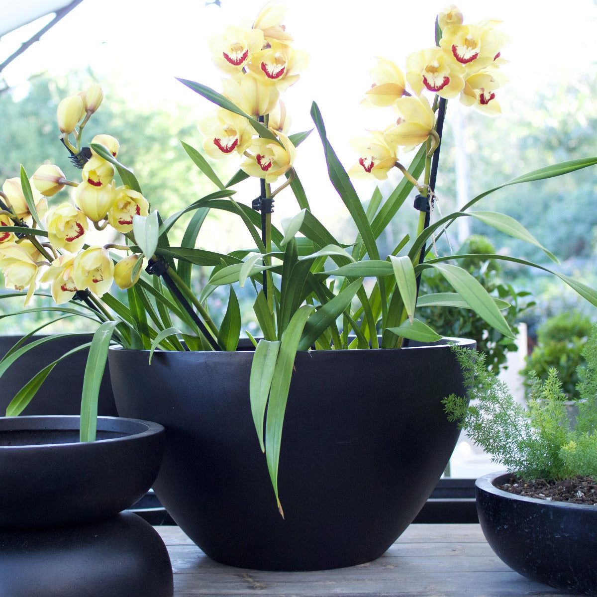 squat pots for plants Sante Squat Egg Planter