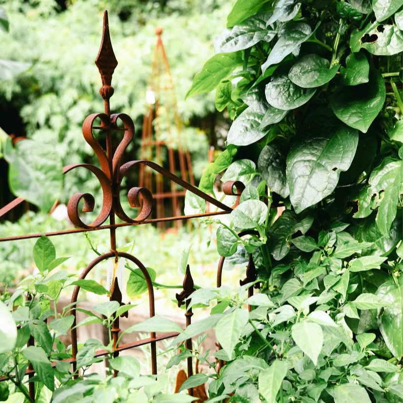 Single Garden Gate