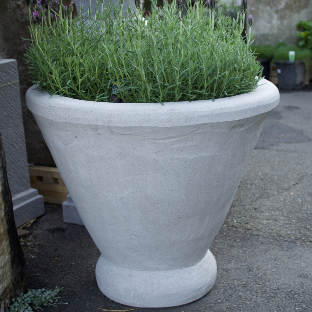 A large light gray concrete planter pot filled with green lavender plants, shown outdoors on a paved surface.