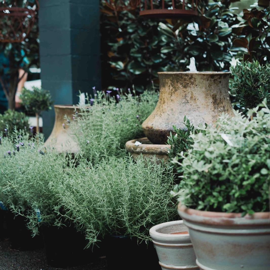 Potted plants in a garden setting with a focus on textures and natural elements.