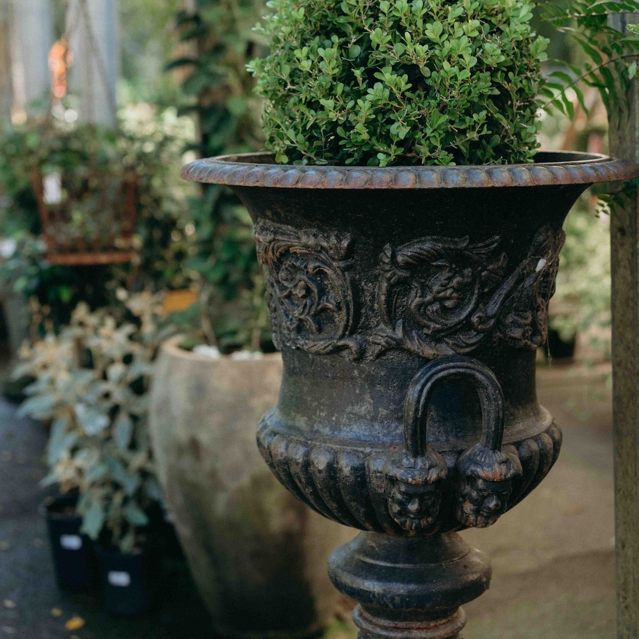 An ornate dark metal garden planter with carved floral details and lion faces at the base, filled with green foliage, photographed in a garden or nursery setting.