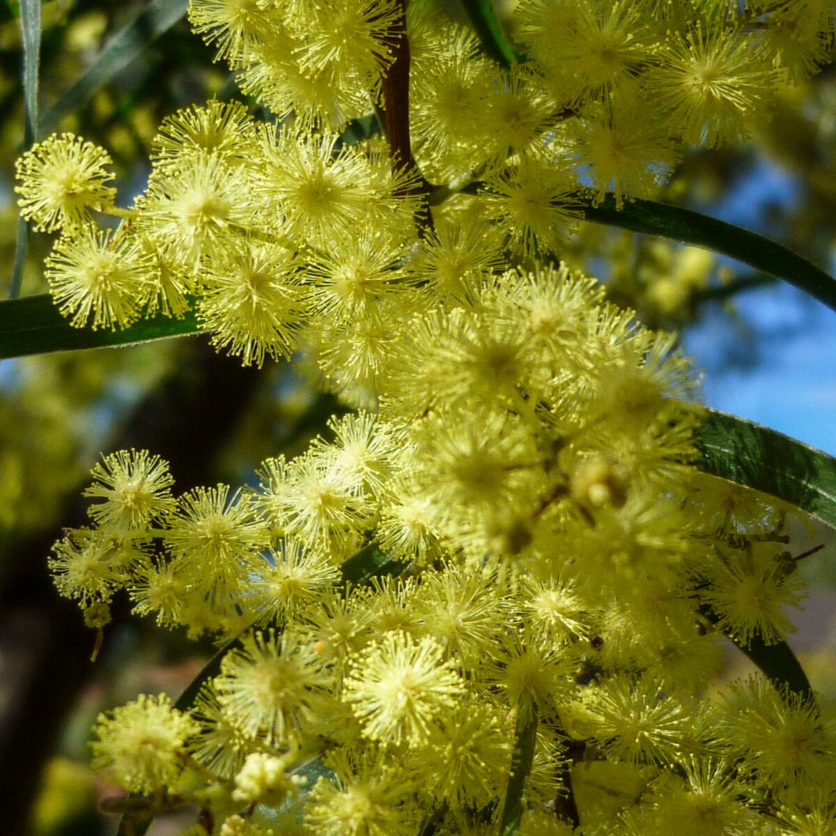 Acacia, wattle tree Natives incl trees Brookfield Gardens