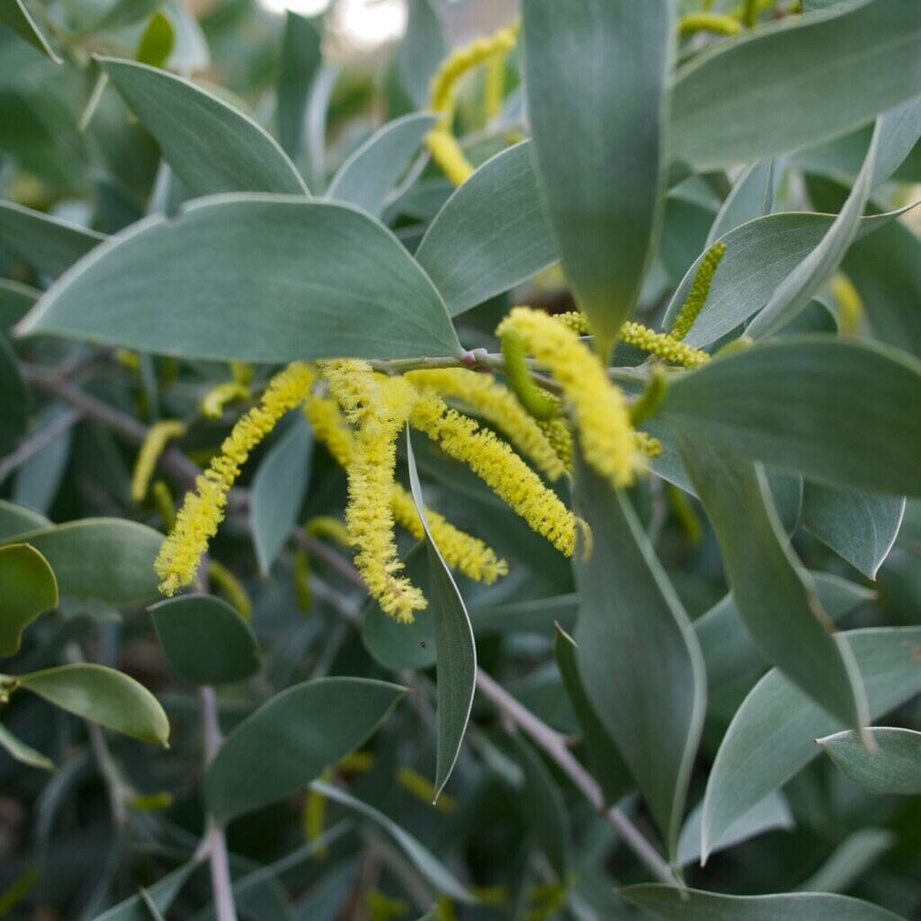 Acacia, wattle tree Natives incl trees Brookfield Gardens