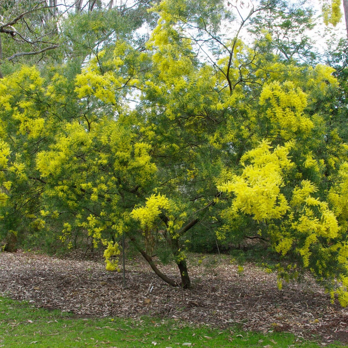 Acacia, wattle tree Natives incl trees Brookfield Gardens