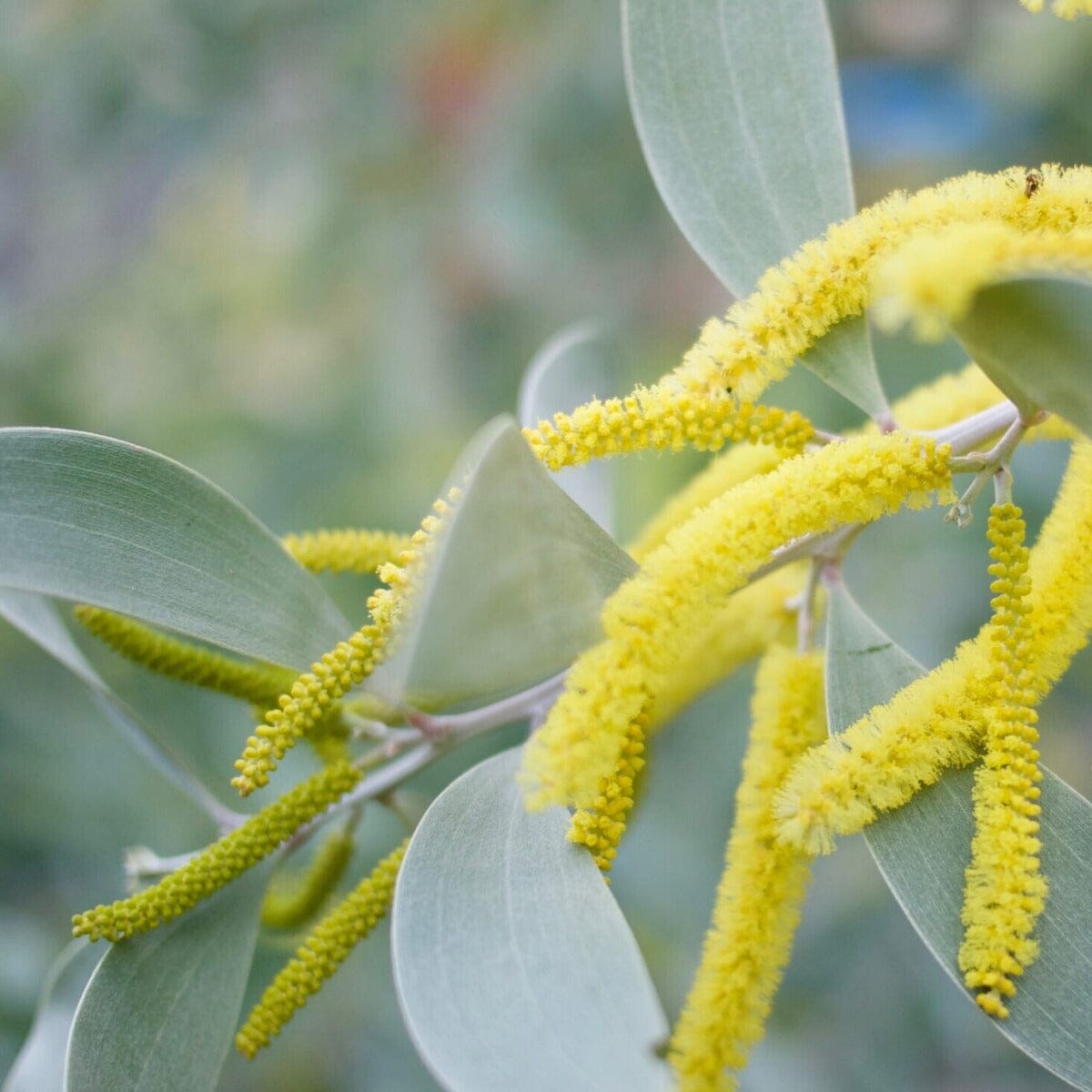 Acacia, wattle tree Natives incl trees Brookfield Gardens