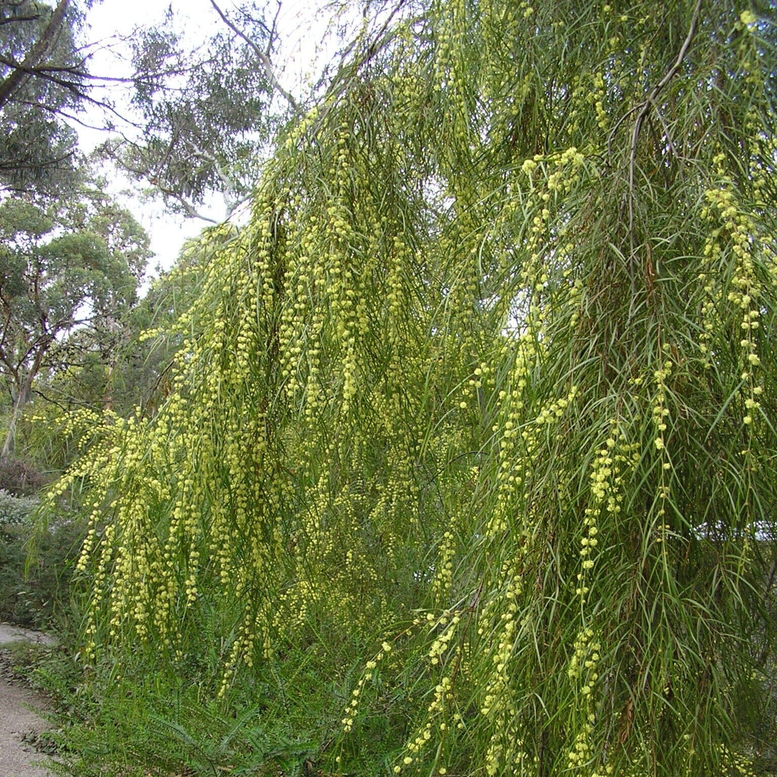 Acacia, wattle tree Natives incl trees Brookfield Gardens