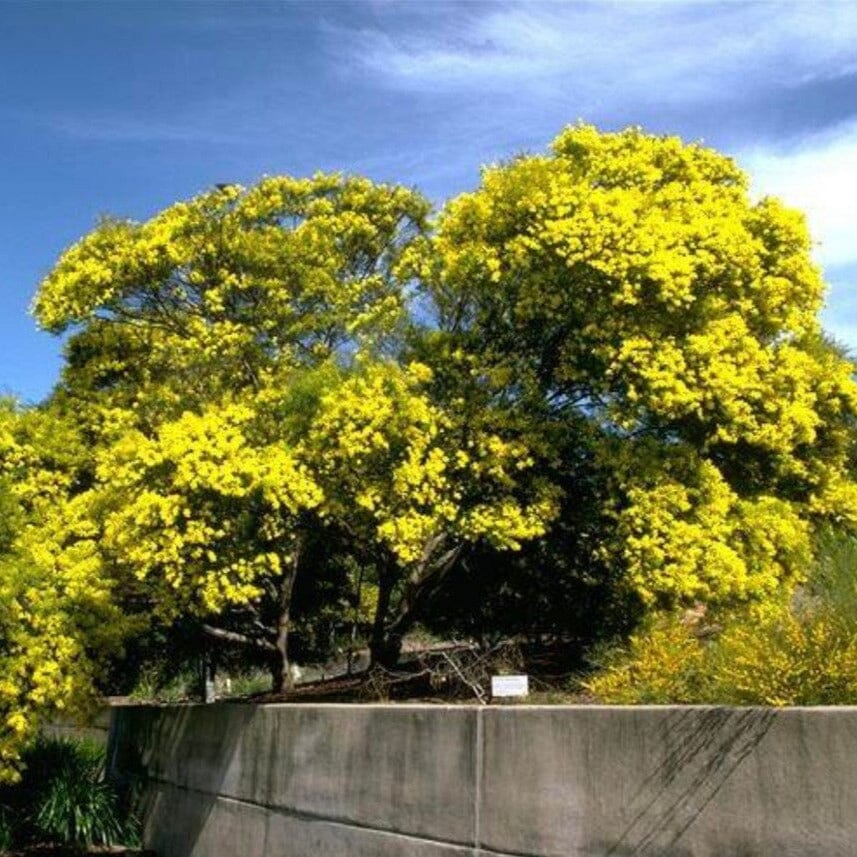 Acacia, wattle tree Natives incl trees Brookfield Gardens