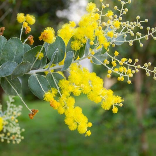 Acacia, wattle tree Natives incl trees Brookfield Gardens