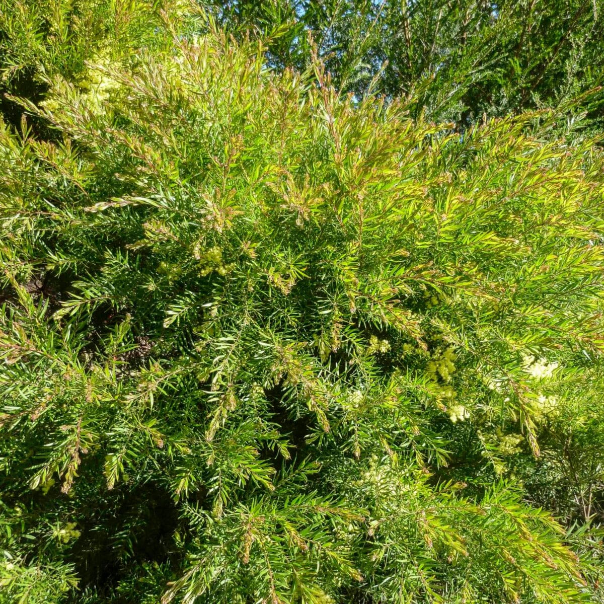 Acacia, wattle tree Natives incl trees Brookfield Gardens