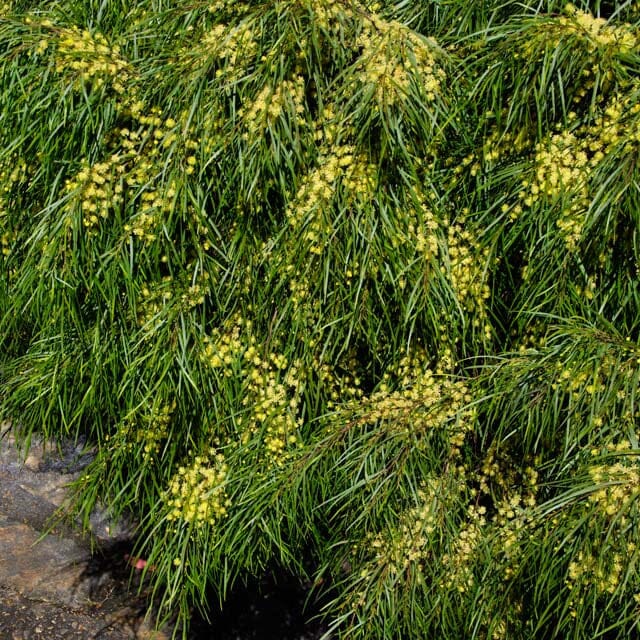 Acacia, wattle tree Natives incl trees Brookfield Gardens