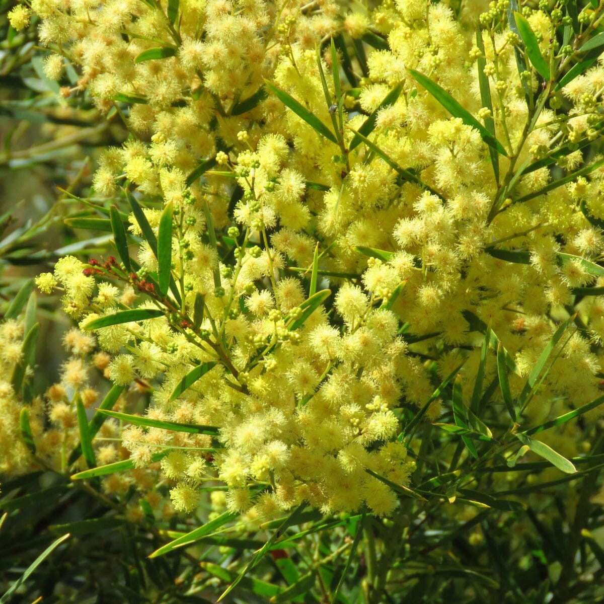 Acacia, wattle tree Natives incl trees Brookfield Gardens