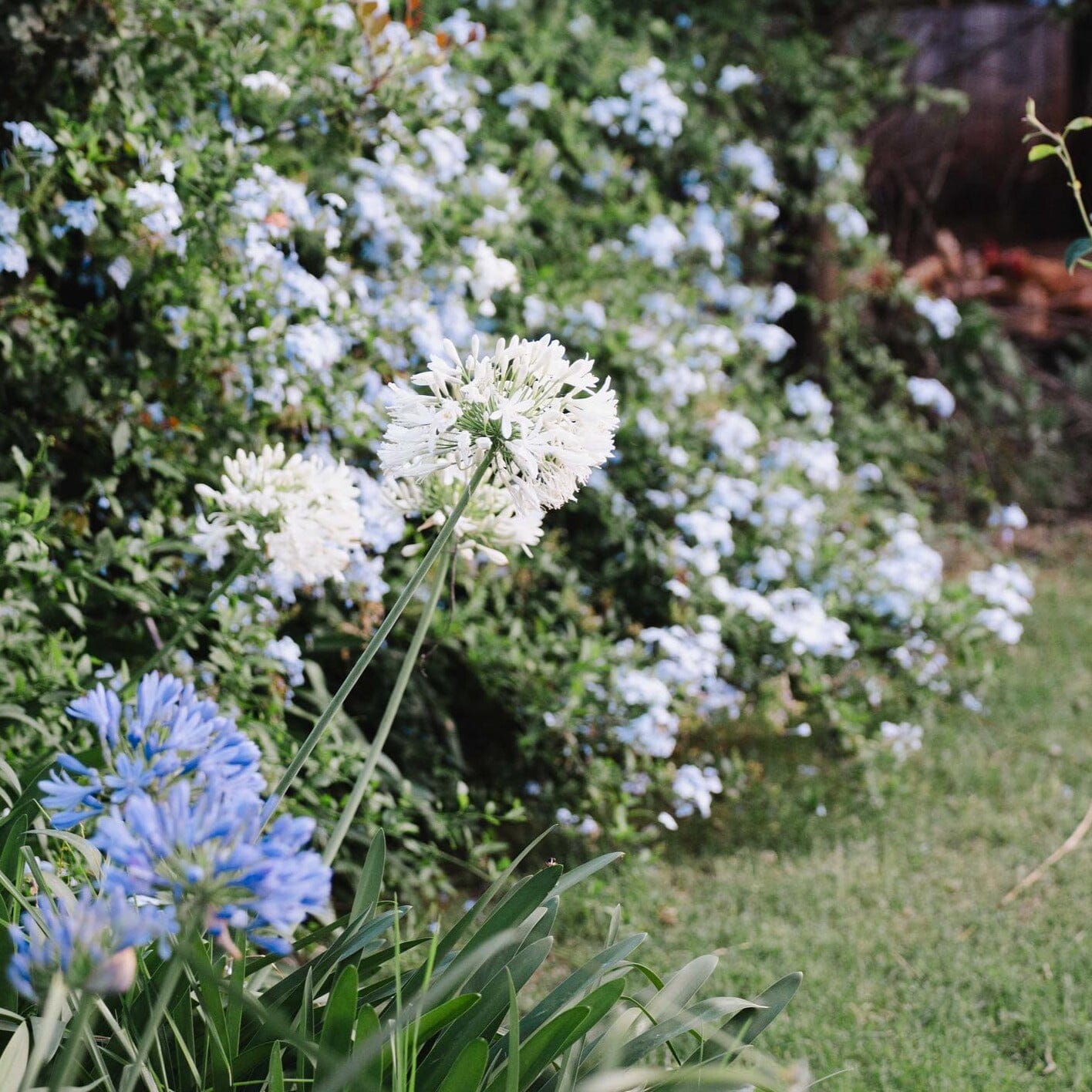 Agapanthus Brookfield Gardens