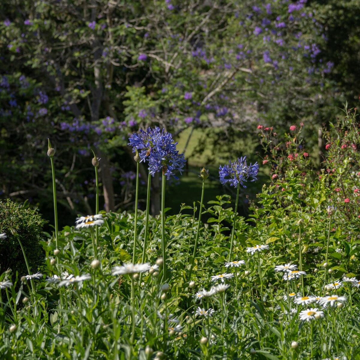 Agapanthus Brookfield Gardens