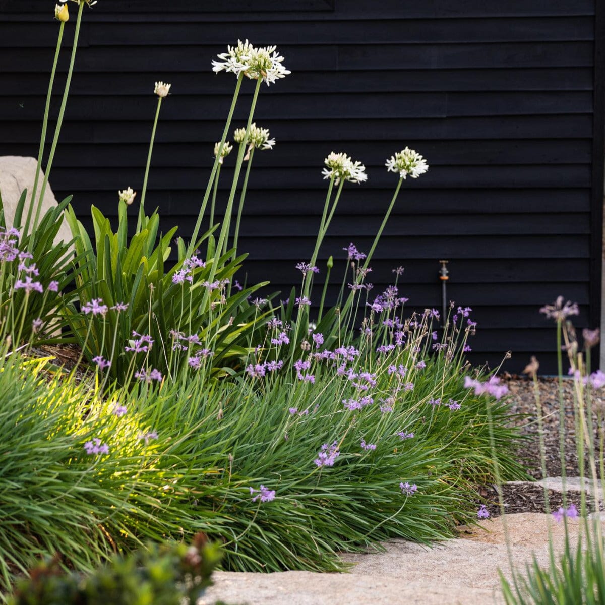 Agapanthus Brookfield Gardens