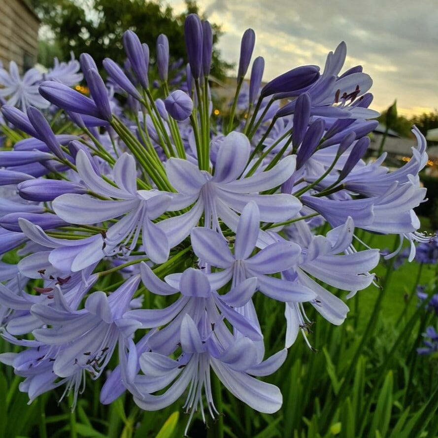 Agapanthus Brookfield Gardens