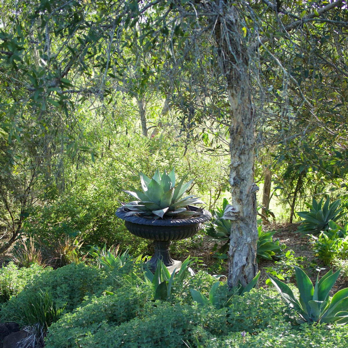 Agave Brookfield Gardens