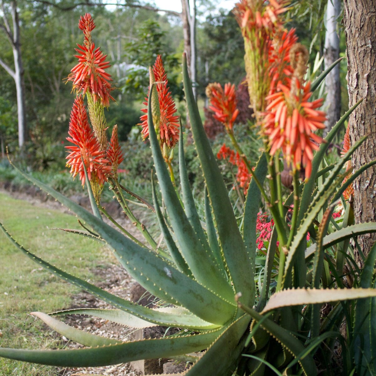 Aloe Brookfield Gardens