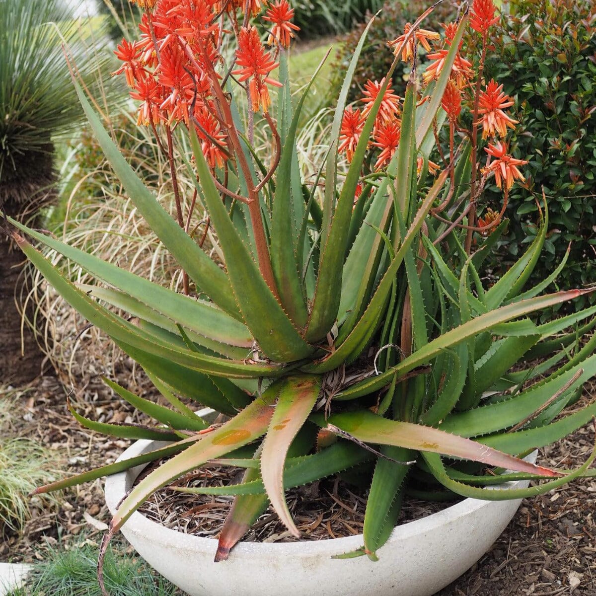 Aloe Brookfield Gardens