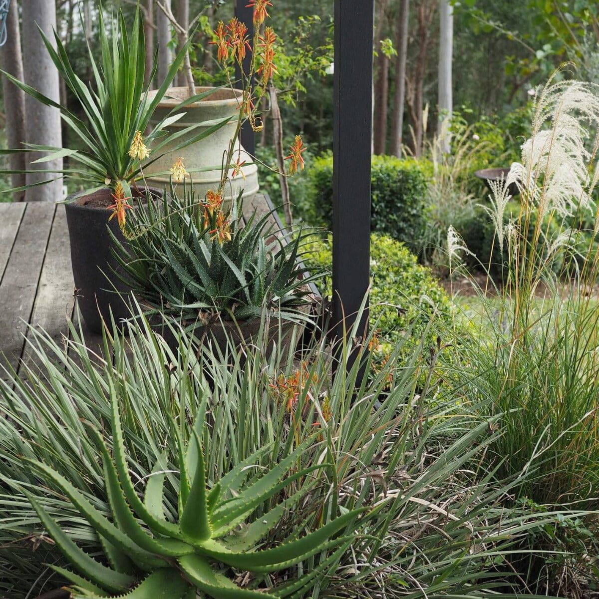 Aloe Brookfield Gardens