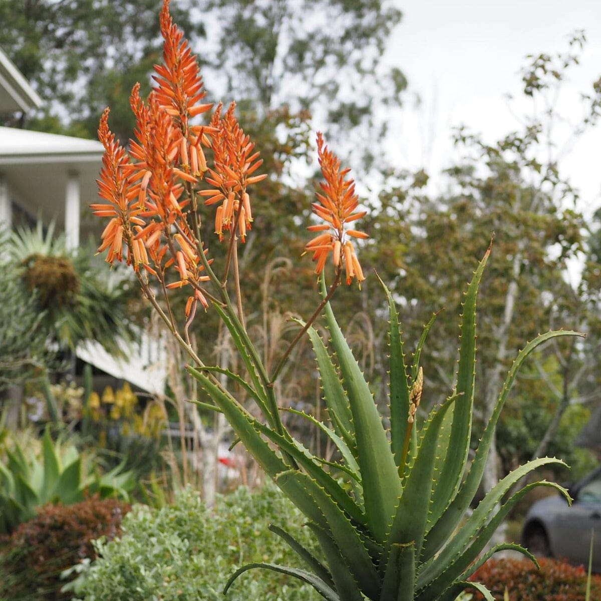 Aloe Brookfield Gardens