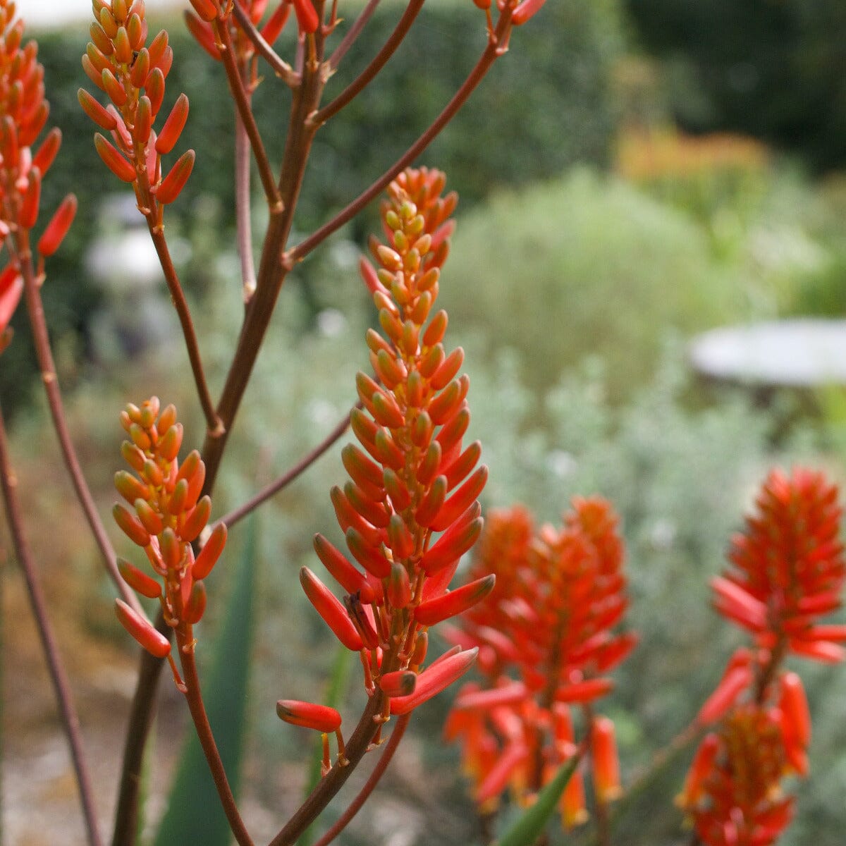 Aloe Brookfield Gardens