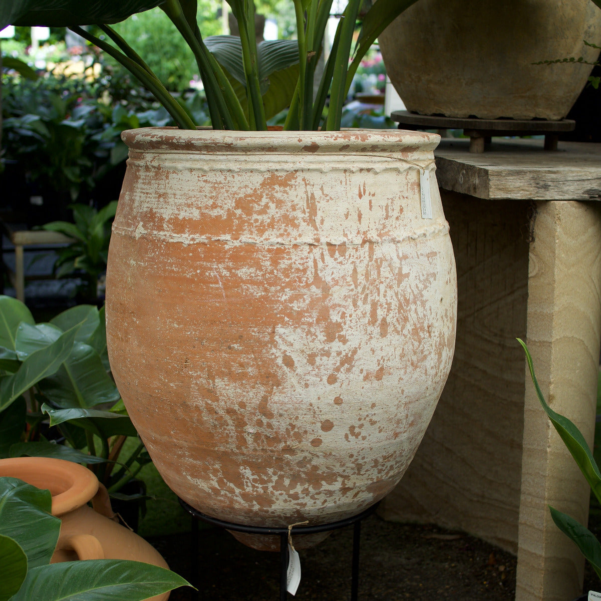 Ancient Turkish terracotta pot with a distressed white limewash finish, 56 cm wide and 72 cm high.