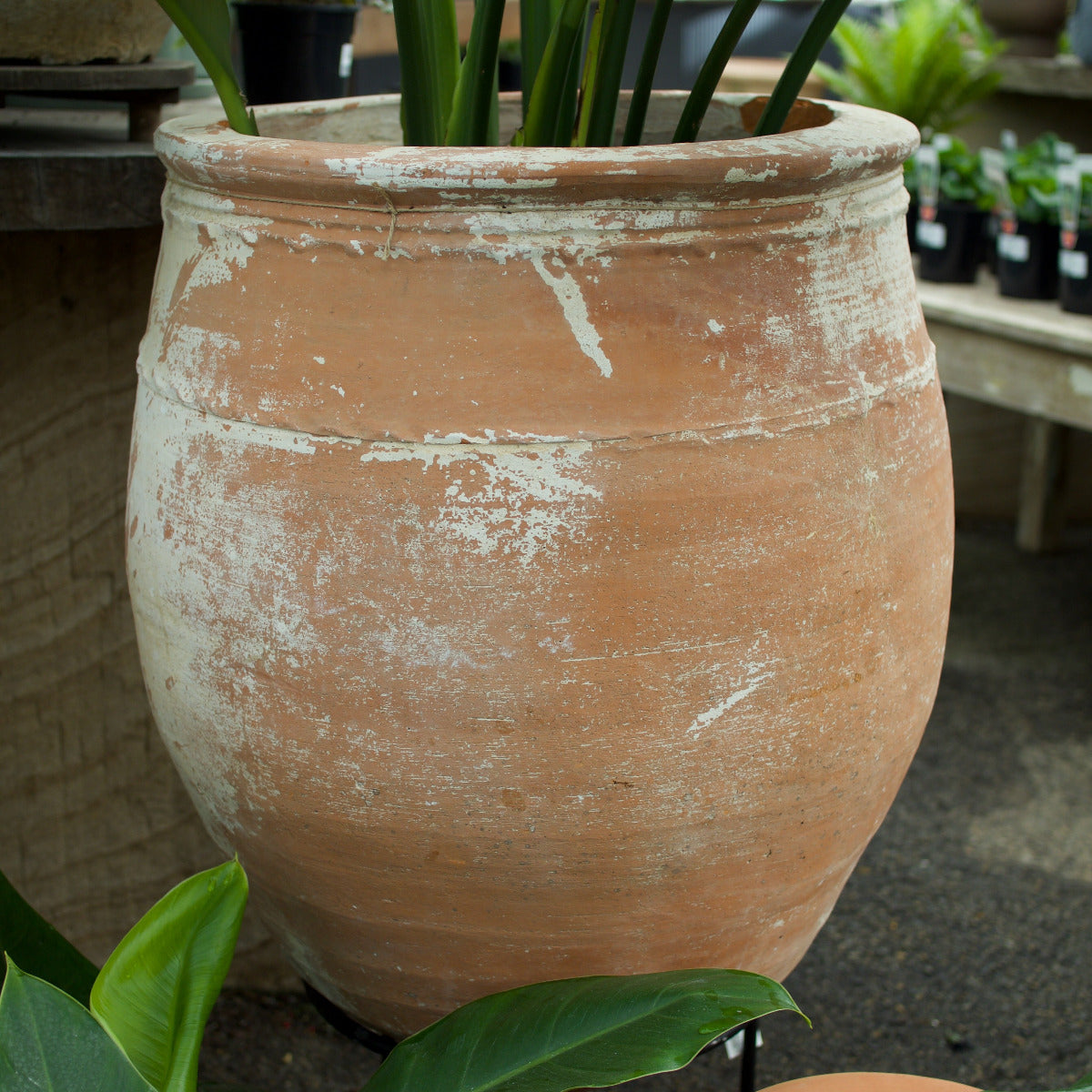 Ancient Turkish terracotta pot with a distressed white limewash finish, 56 cm wide and 72 cm high.
