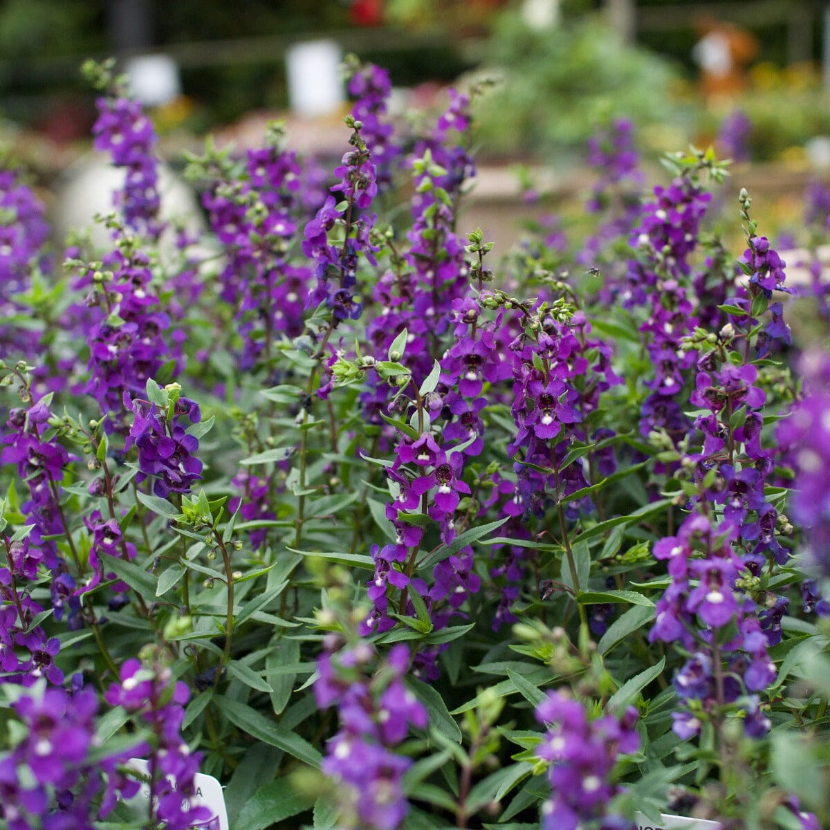 Angelonia Brookfield Gardens
