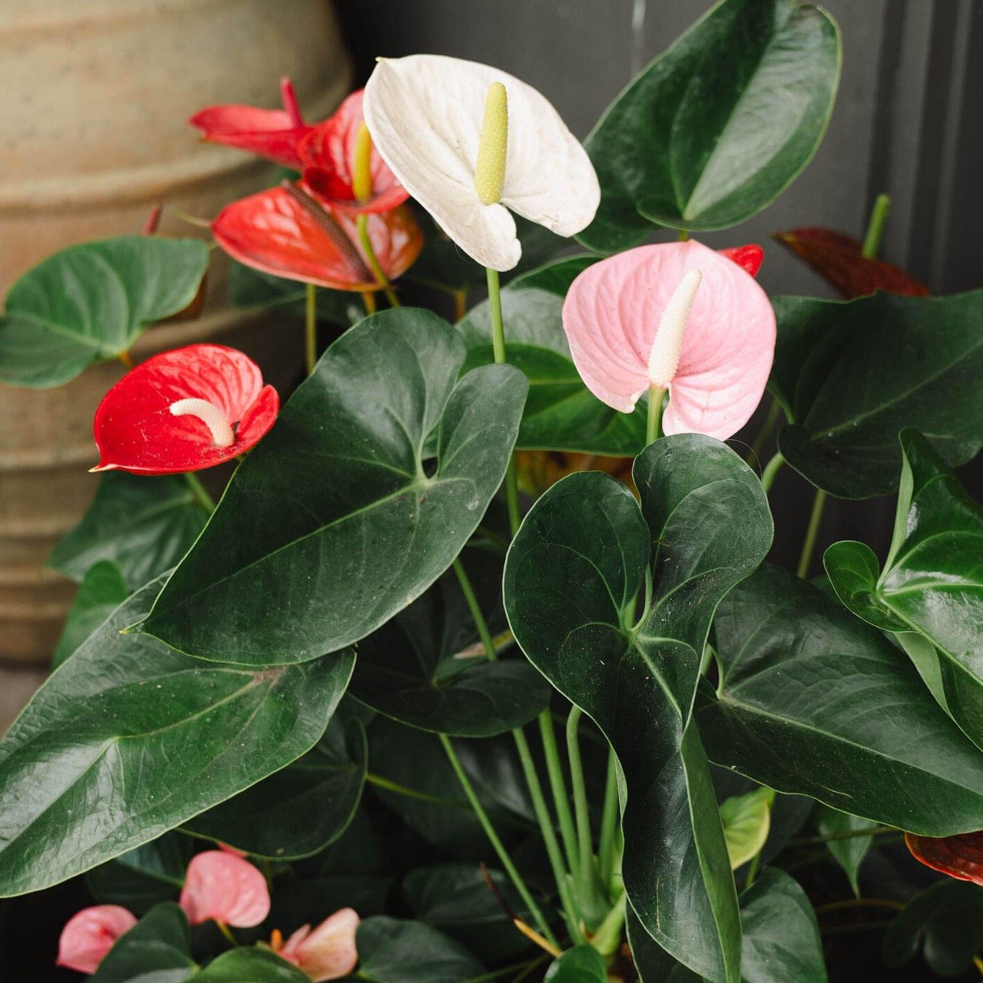 anthurium for sale perth Anthurium