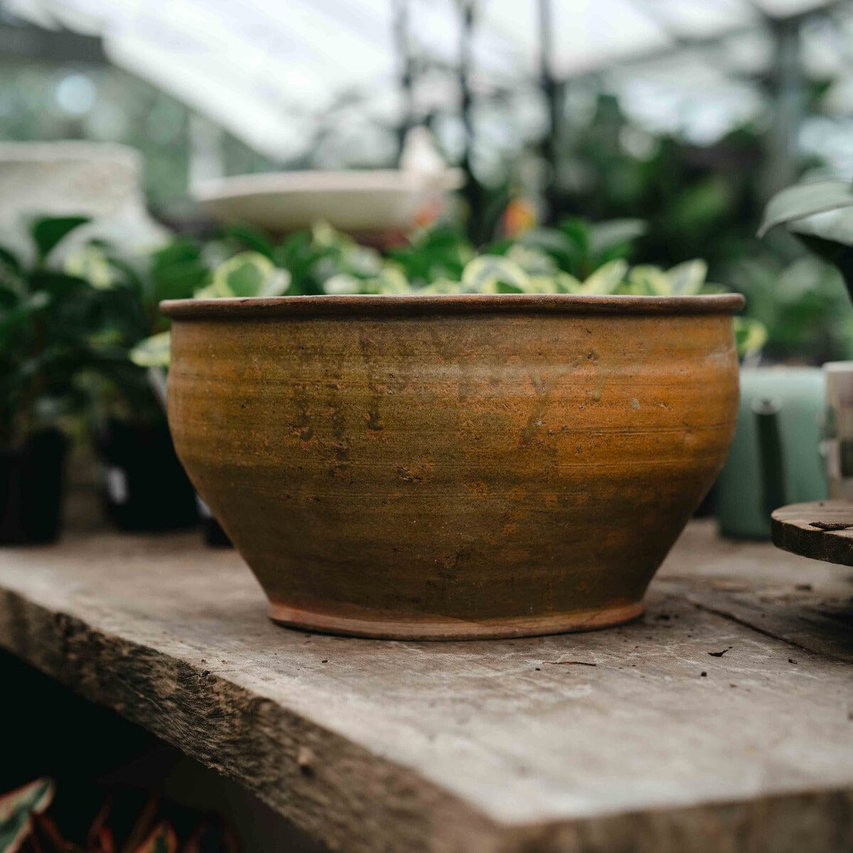Antique Yellow Shallow Planter BH - Homewares Brookfield Gardens