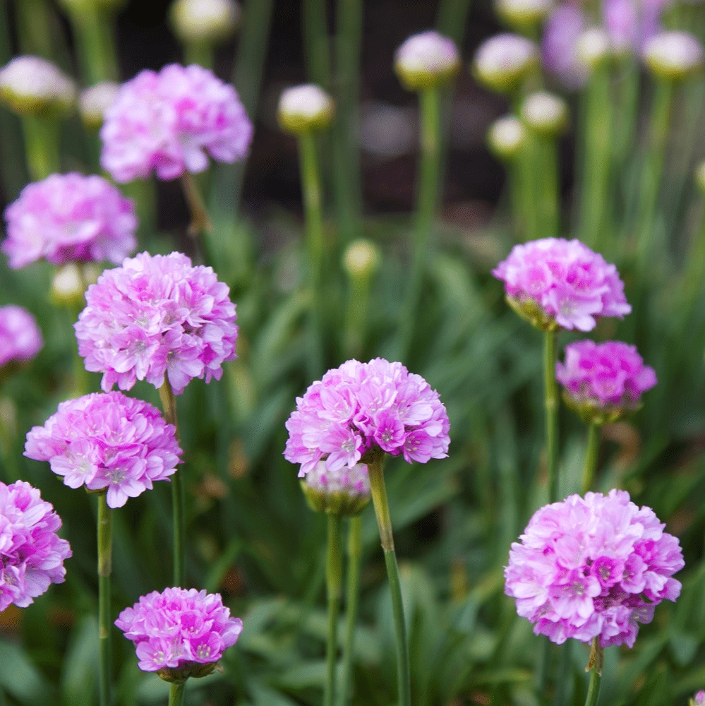 Armeria Brookfield Gardens
