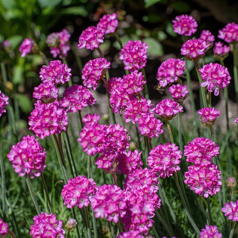 Armeria Brookfield Gardens