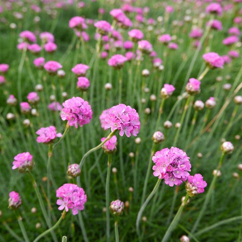 Armeria Brookfield Gardens