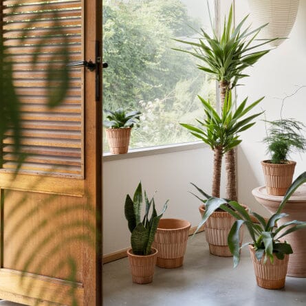 Atlas Rosa inc Saucer Pots - Berg Brookfield Gardens