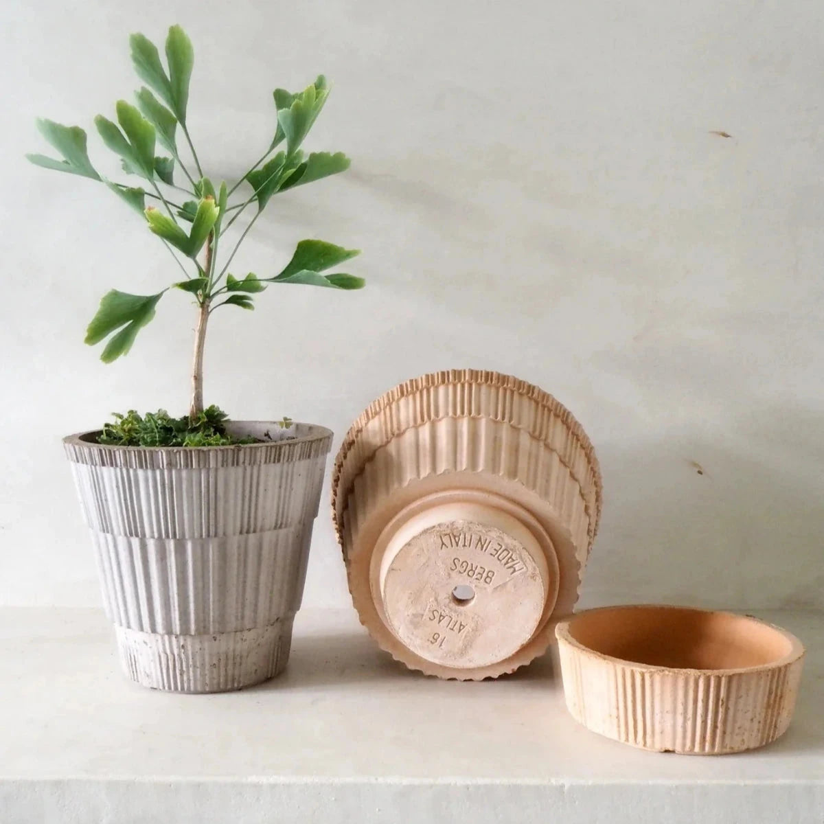 Atlas Rosa inc Saucer Pots - Berg Brookfield Gardens