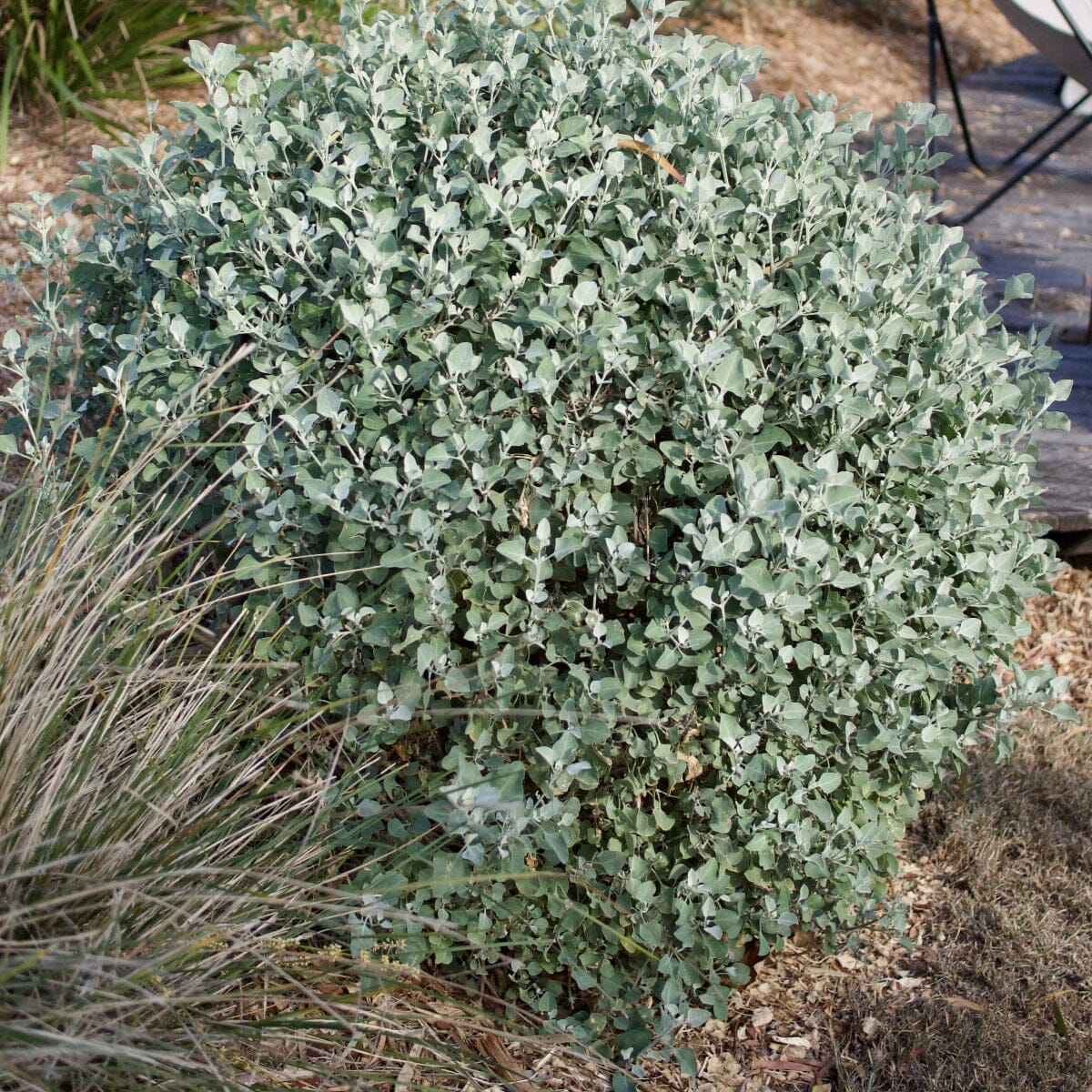 Atriplex nummularia, Saltbush Brookfield Gardens