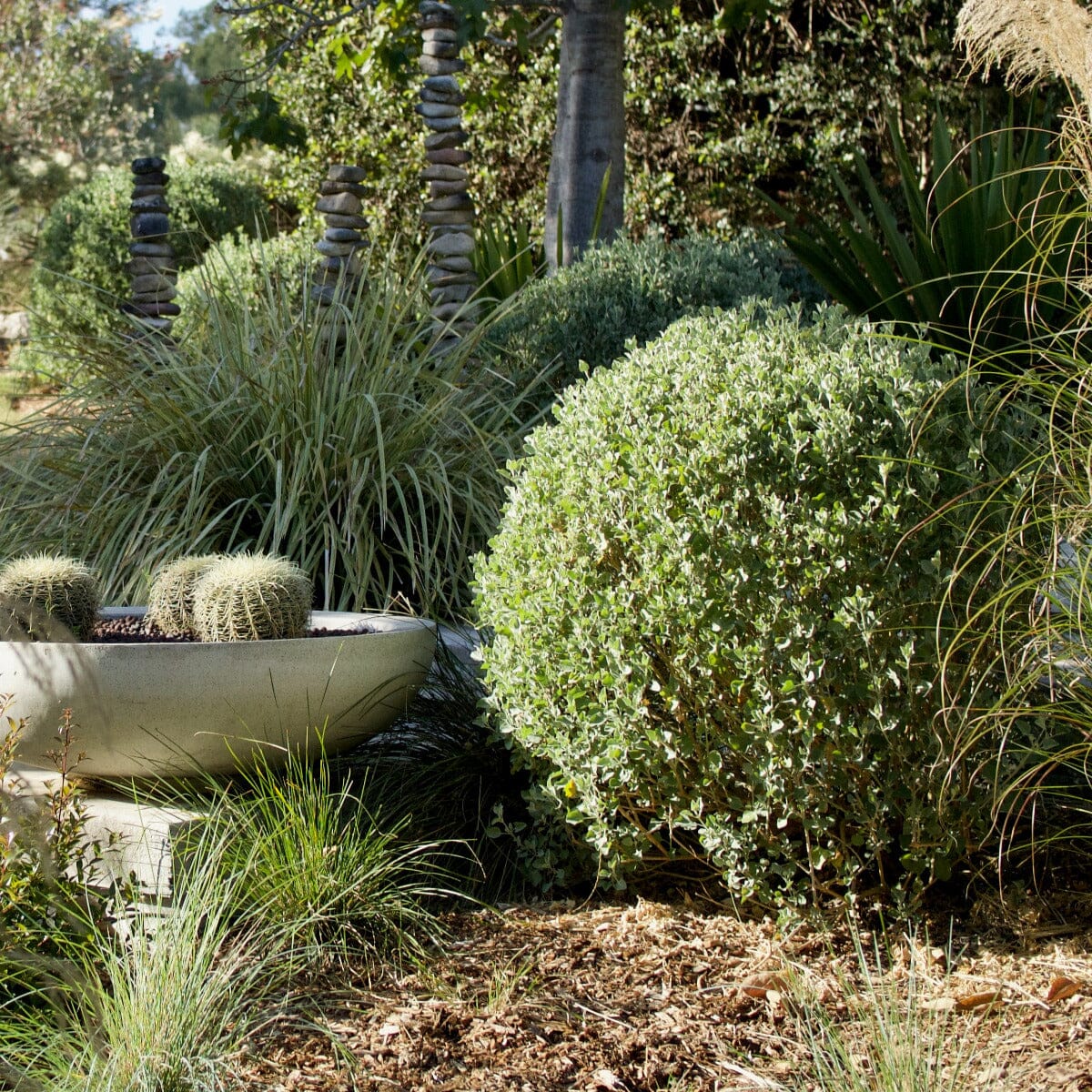 Atriplex nummularia, Saltbush Brookfield Gardens