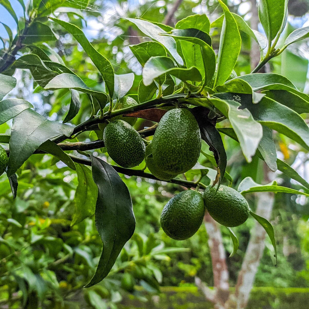 Avocado Trees Fruit Trees Brookfield Gardens