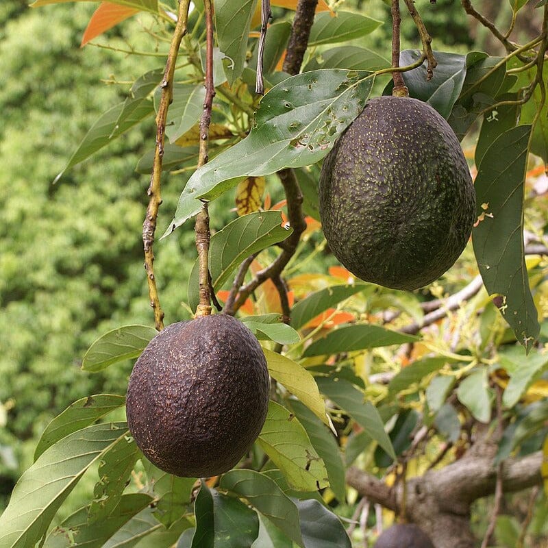 Avocado Trees Fruit Trees Brookfield Gardens