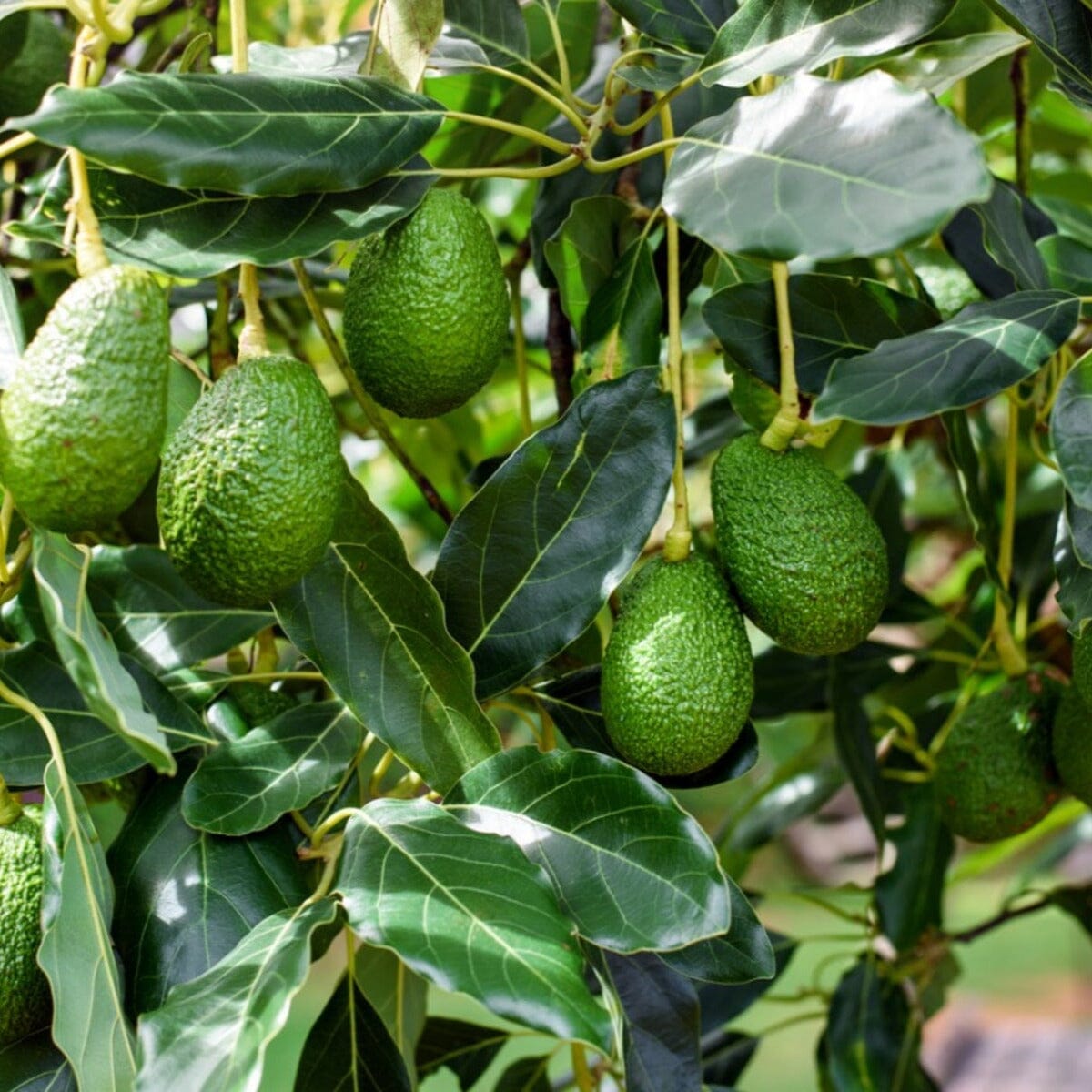 Avocado Trees Fruit Trees Brookfield Gardens
