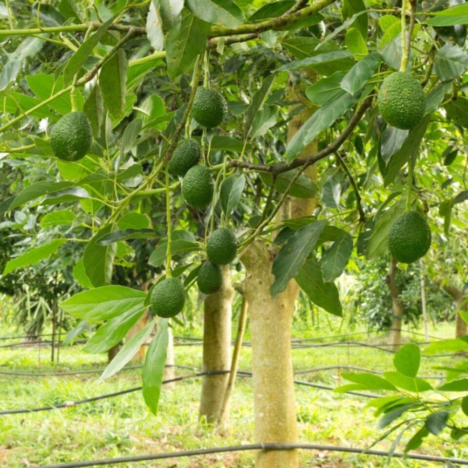 Avocado Trees Fruit Trees Brookfield Gardens
