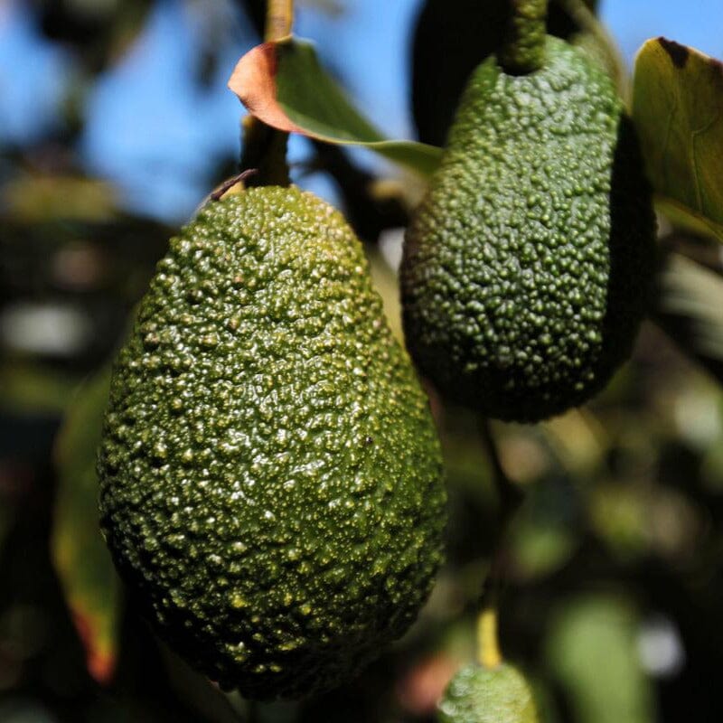 Avocado Trees Fruit Trees Brookfield Gardens