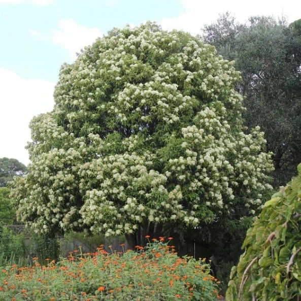 Backhousia Natives incl trees Brookfield Gardens